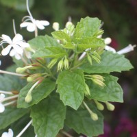 Clerodendrum calamitosum L.